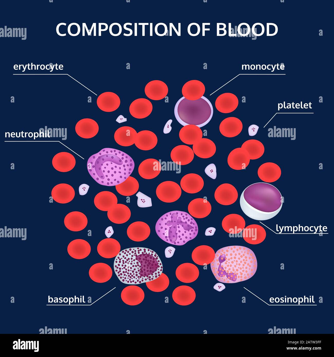 Infographics of composition of blood: red, white cells, platelets under a  microscope with names on blue background. Medical vector concept Stock  Vector Image & Art - Alamy