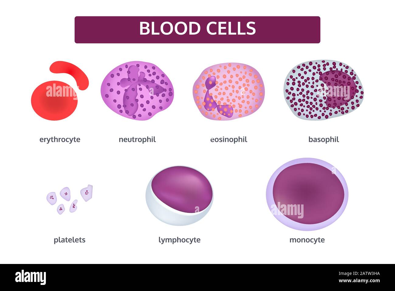 Vector set of blood cells, 3D. White blood cells - basophil; eosinophil; monocyte; neutrophil; lymphocyte. Red blood cells -erythrocyte. Patelets. Stock Vector