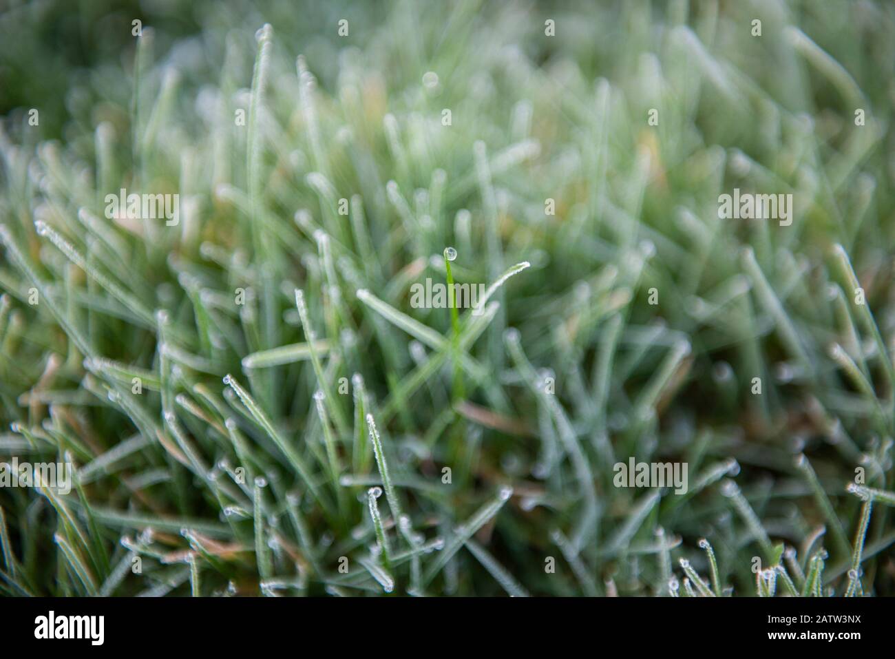 Morning frost textures at Burtonwood. Stock Photo