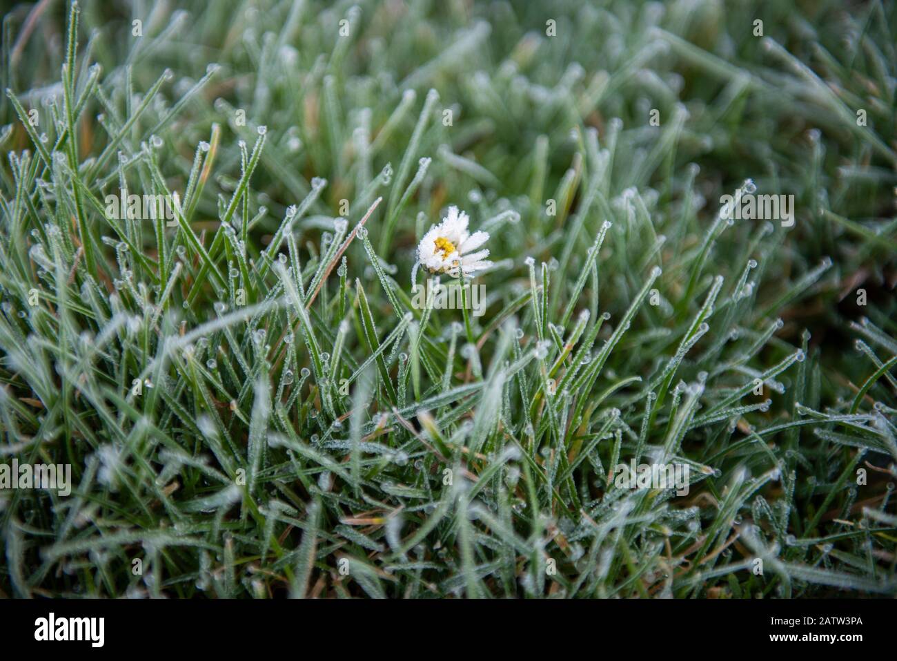 Morning frost textures at Burtonwood. Stock Photo