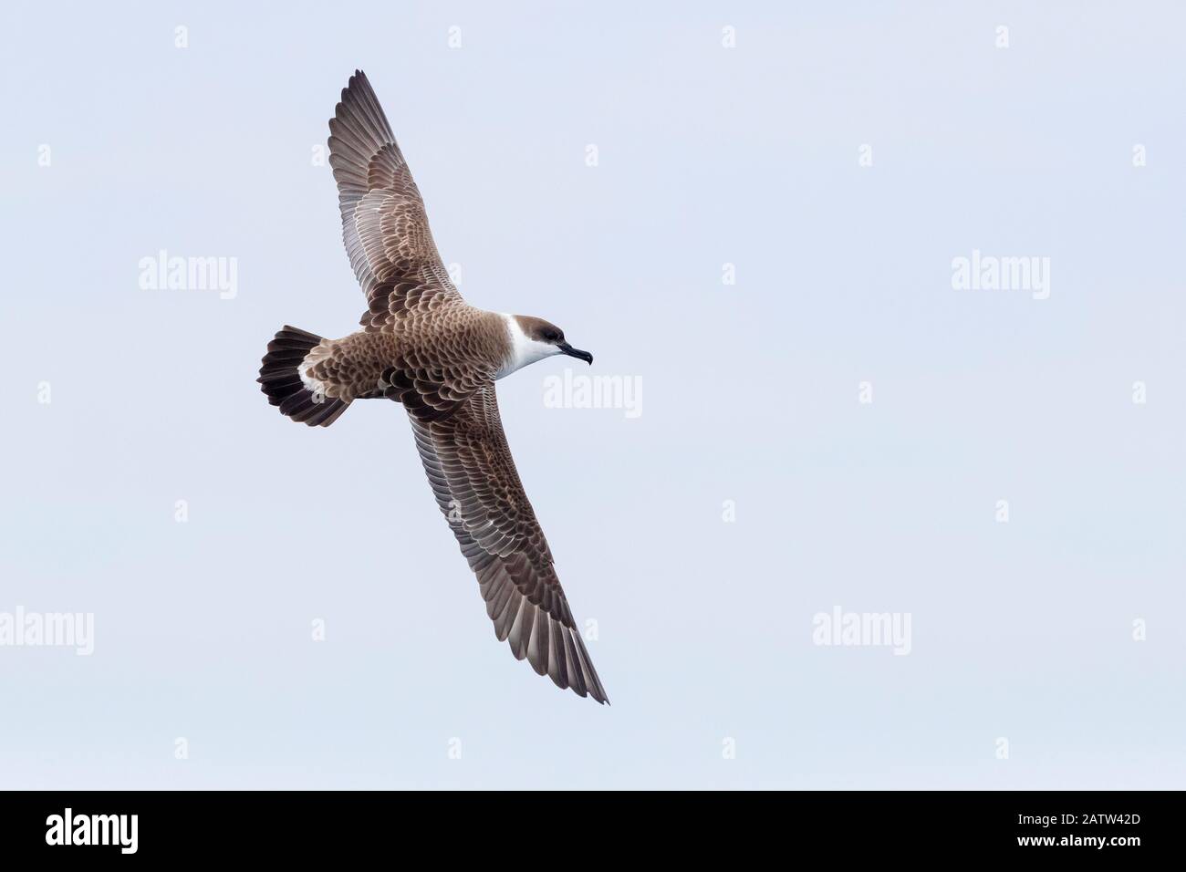 Great Shearwater (Ardenna gravis), individual in flight showing upperparts, Western Cape, South Africa Stock Photo