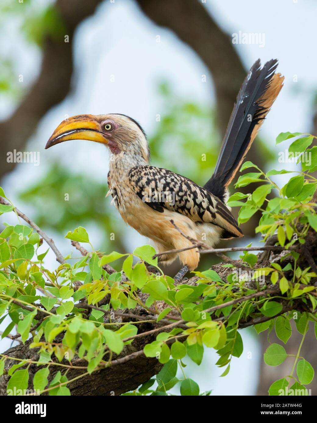 Southern Yellow-billed Hornbill (Lamprotornis leucomelas), side view of an adult perched on a branch, Mpumalanga, South Africa Stock Photo