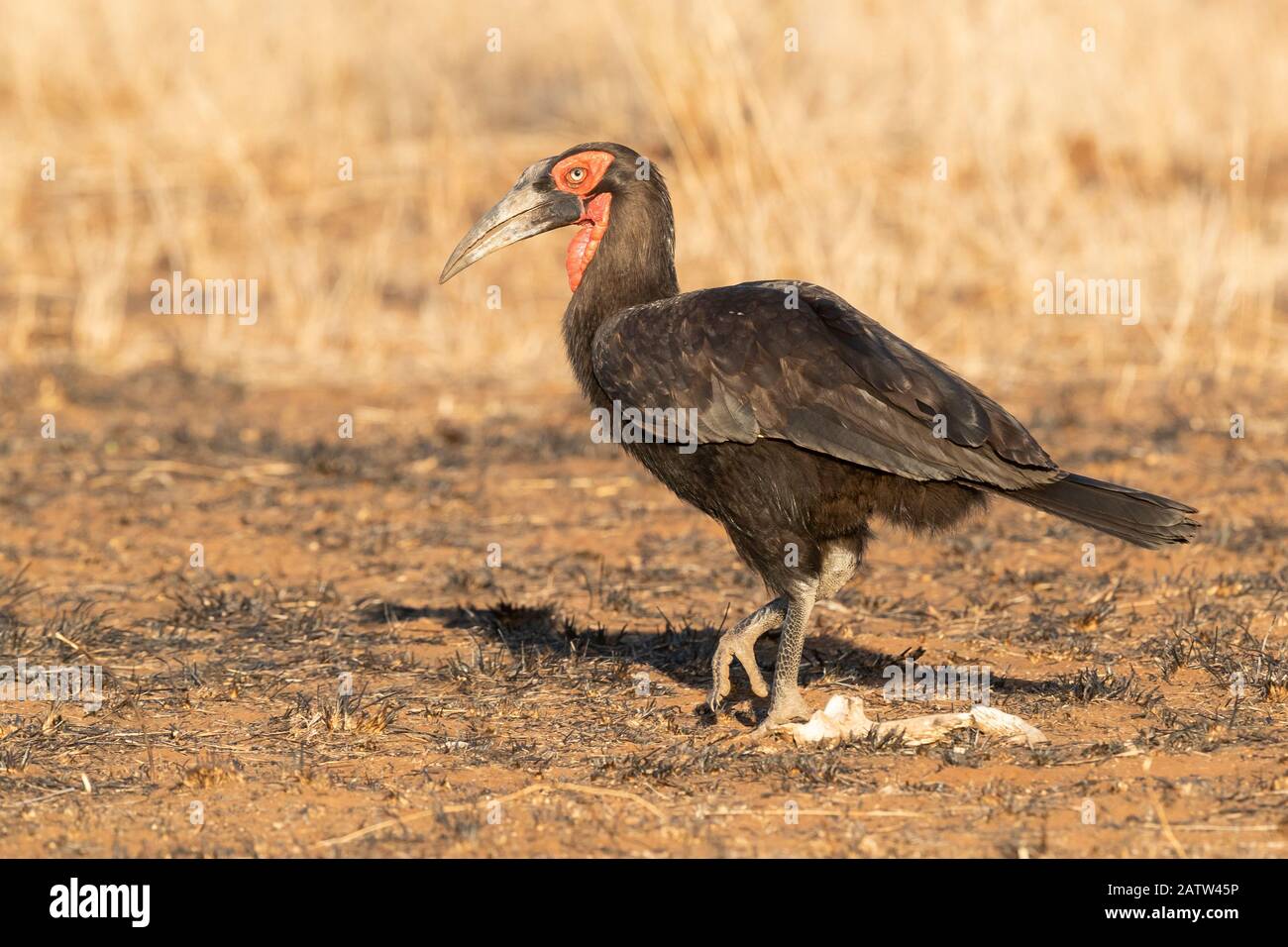 Southern Ground Hornbill (Bucorvus leadbeateri), side view of an adult walking on the ground, Mpumalanga, South Africa Stock Photo