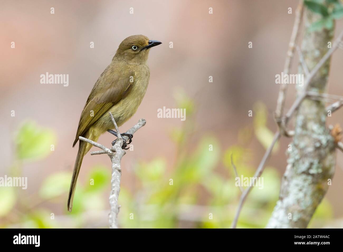 Sombre Greenbul (Andropadus importunus), side view of an adult perched on a branch, Mpumalanga, South Africa Stock Photo