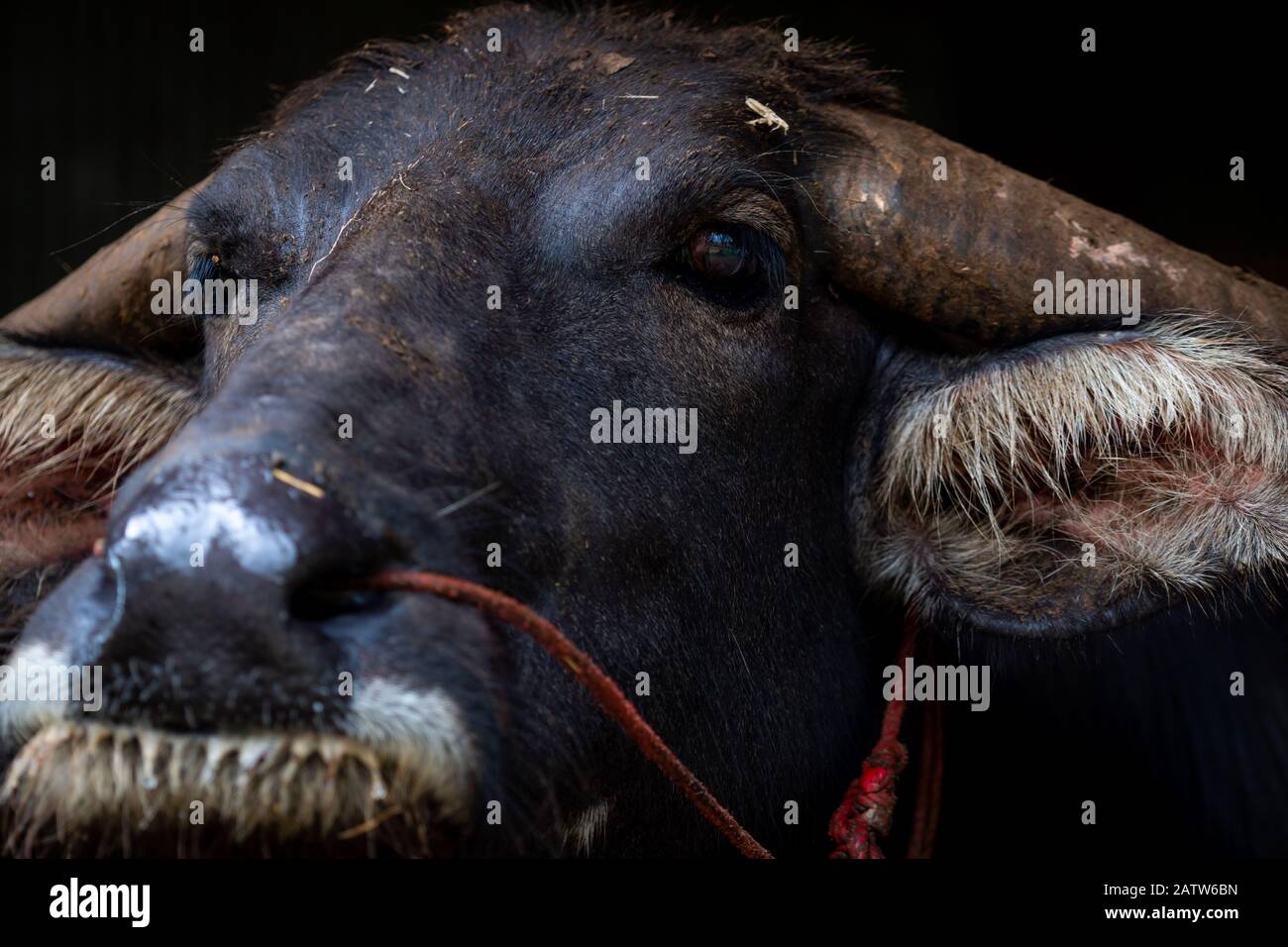 Swamp buffalo in Thailand use for work in agriculture and buffalo meat  industry. Domestic water buffalo in Southeast Asia. Domestic animal for  tilling Stock Photo - Alamy