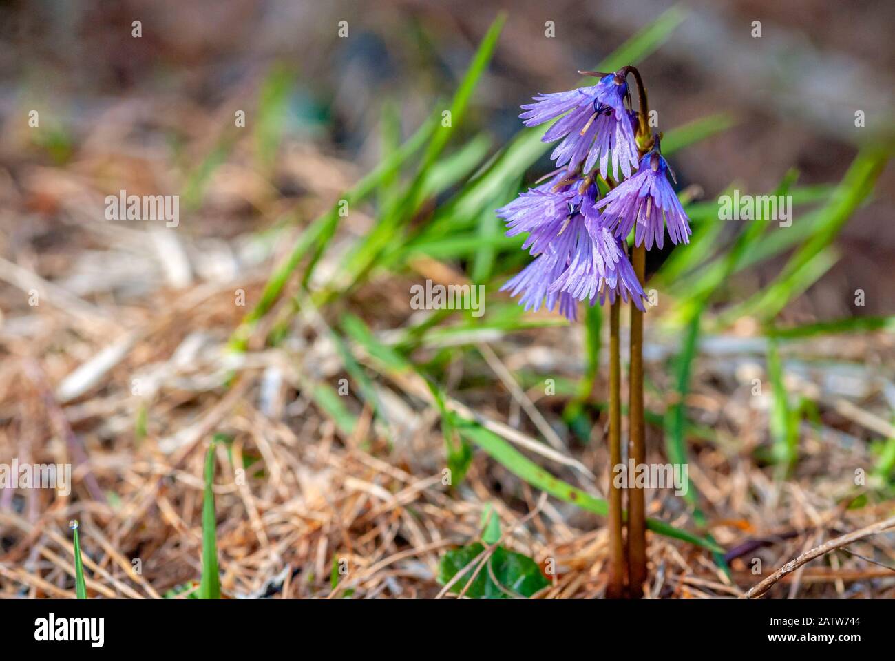 Close-up of an Alpine Solanelle Wildflower, Engadin, Grisons, Switzerland Stock Photo