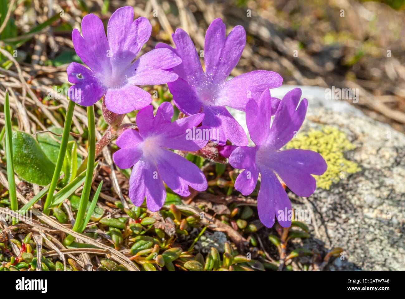 Clusius Primel flowers at the Swiss Alps closeup, (Primula Clusiana) Stock Photo
