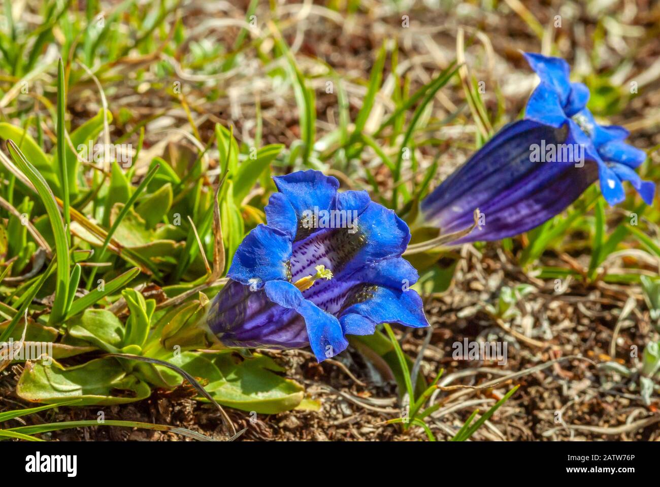 Gentiana acaulis flower at the Swiss Alps (Stemless gentian) Closeup Stock Photo