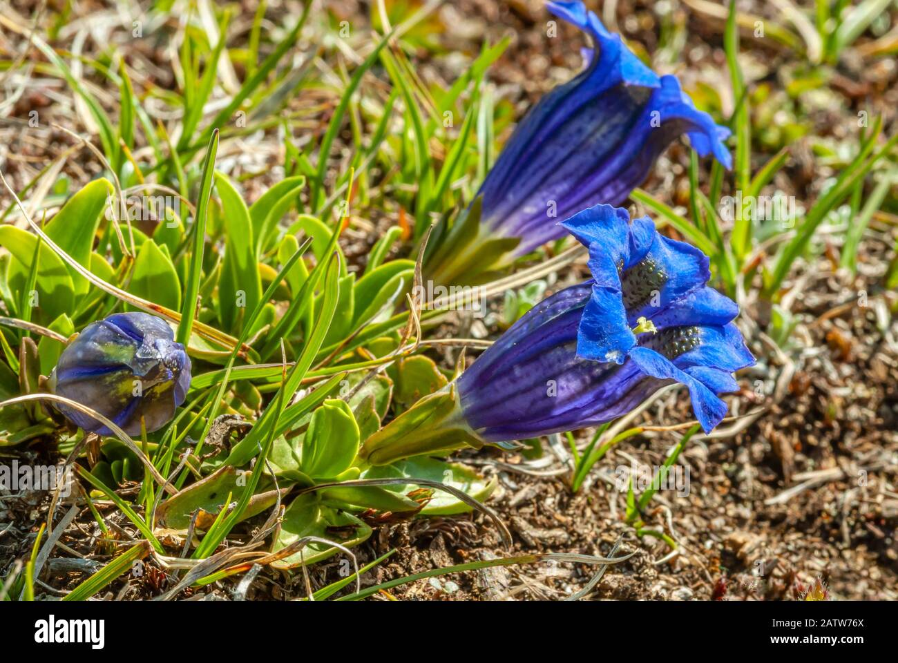 Gentiana acaulis flower at the Swiss Alps (Stemless gentian) Closeup Stock Photo