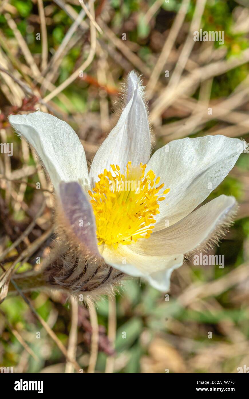 Pulsatilla Vernalis Closeup, Spring Pasque flower at the Swiss Alps, Switzerland Stock Photo