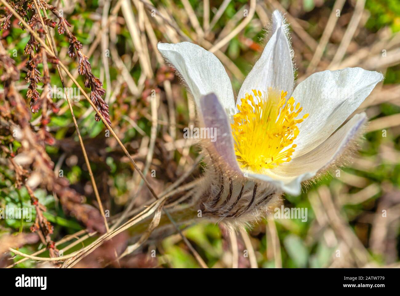 Pulsatilla Vernalis Closeup, Spring Pasque flower at the Swiss Alps, Switzerland Stock Photo