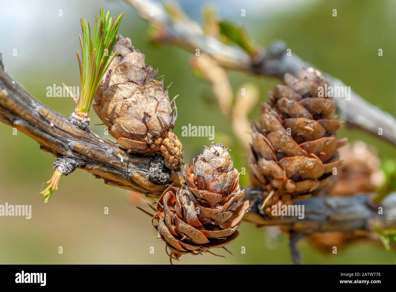 Branch of a European larch (Larix decidua) in spring with three cones closeup Stock Photo