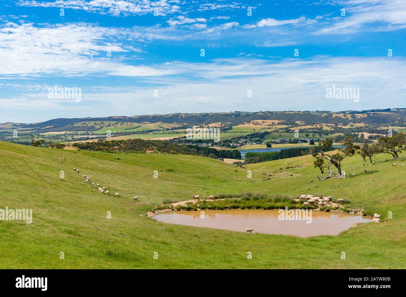 Pretty Paddock Agriculture landscape of paddock with sheep stock. Farm animals with ...