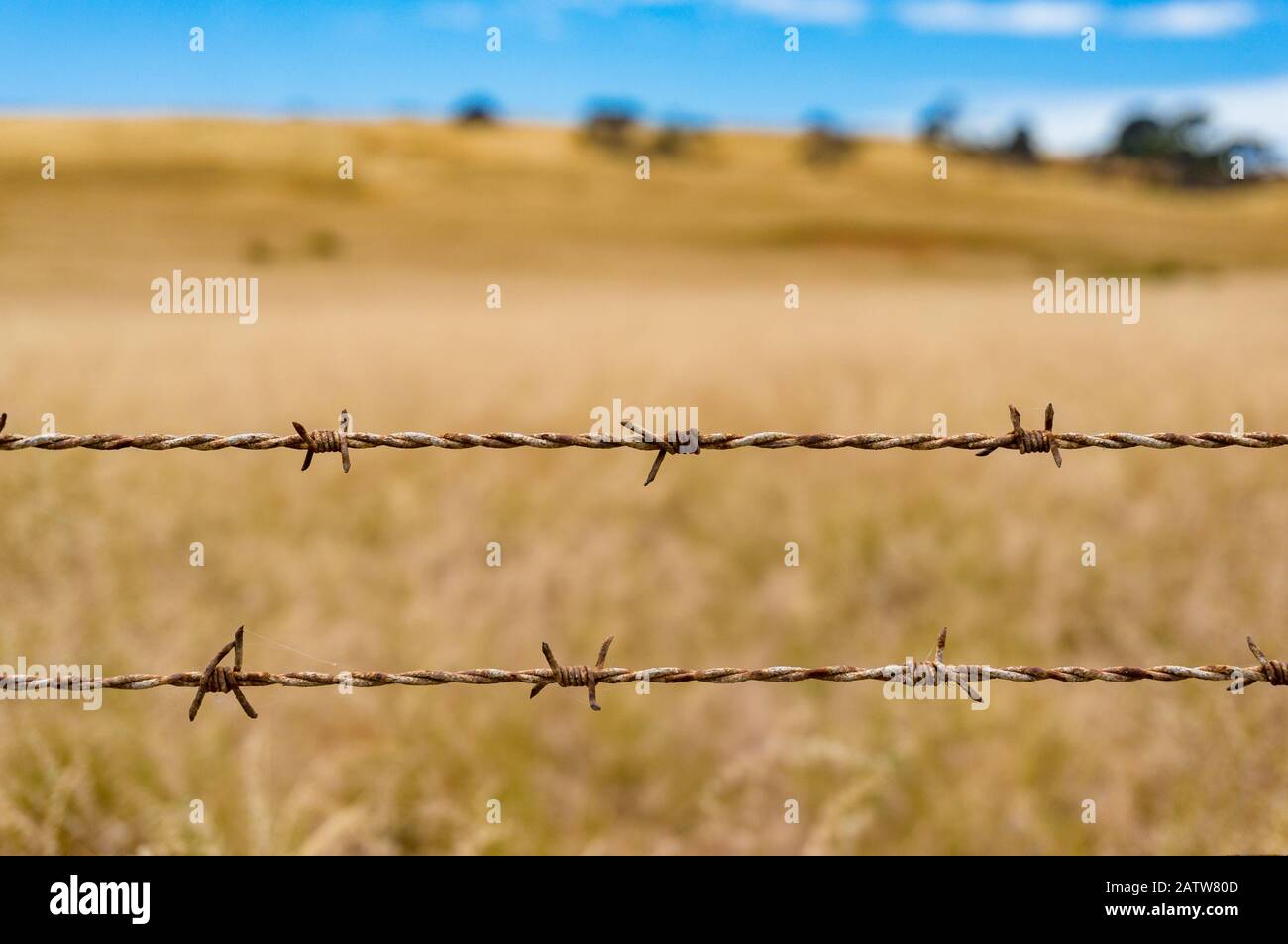 Barbed wire against paddock with yellow grass on the background ...