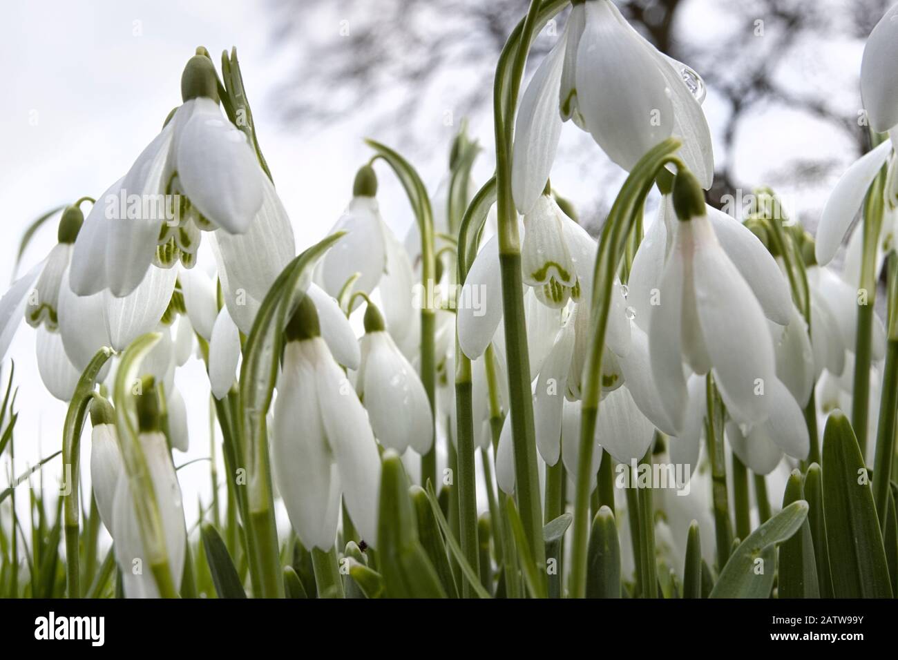 Common snowdrop naturalised hi-res stock photography and images - Alamy