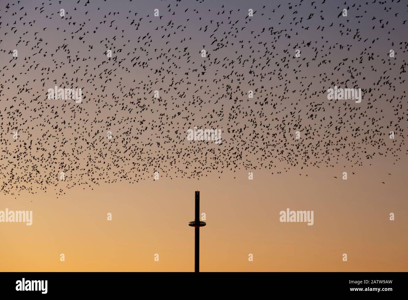 the starling murmuration in Brighton Stock Photo