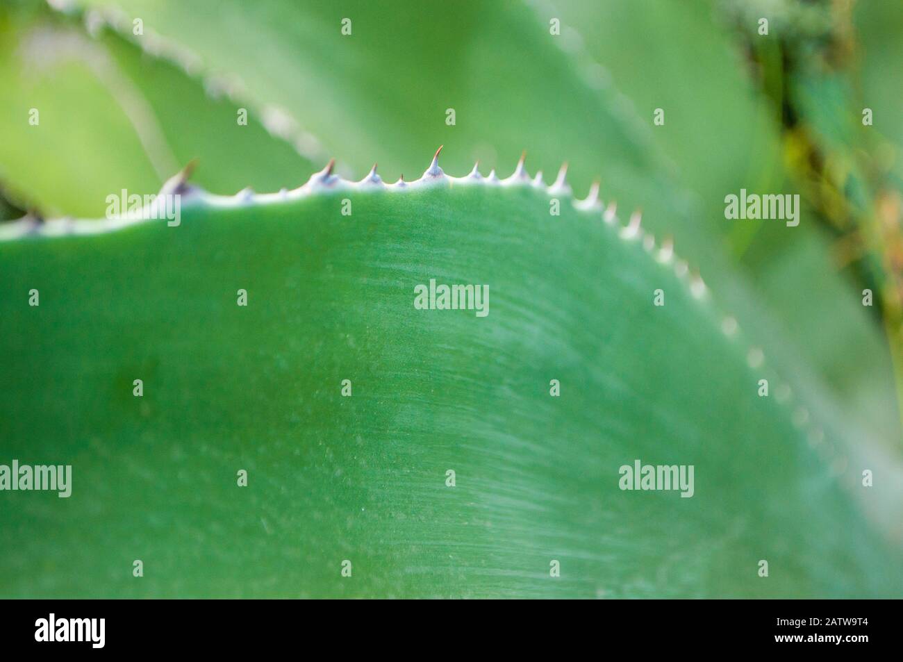 Close up of aloe vera leaves with thorns color. Stock Photo
