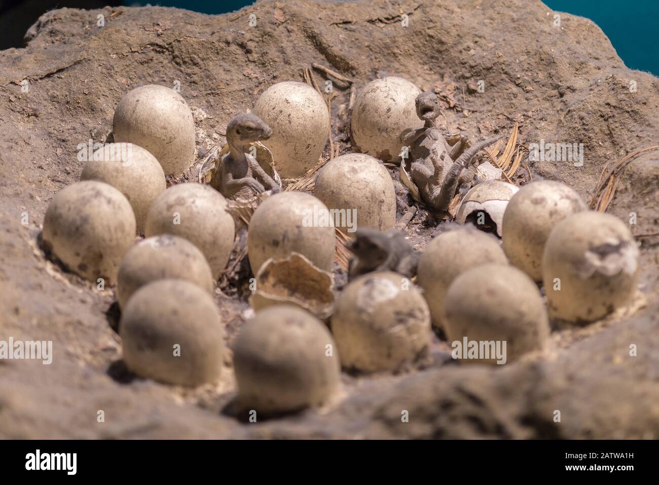 Fake Birth Dinosaur Eggs and Small Newborn Dinosaurs Stock Photo Alamy