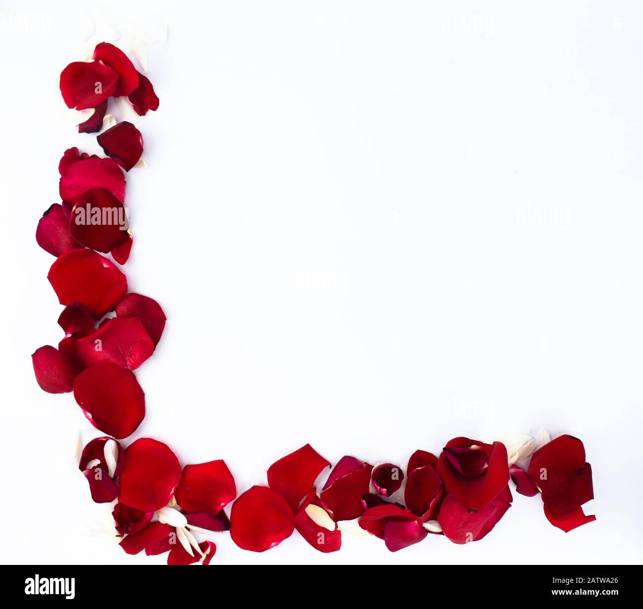 A border made of beautifully arranged red rose petals on an isolated