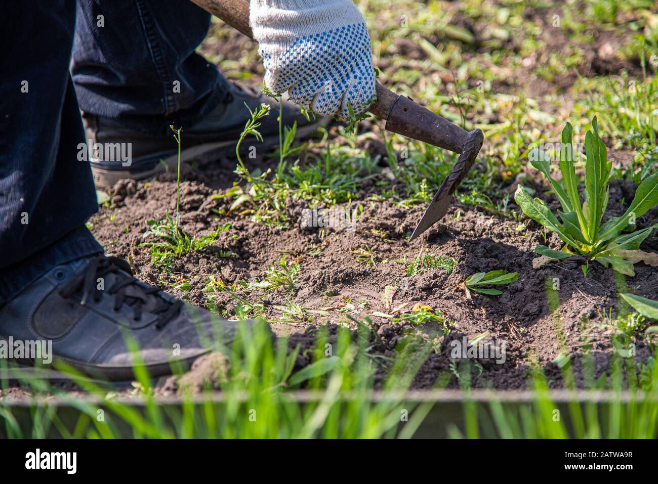 an old man works on the ground and removes a weed from his garden Stock ...