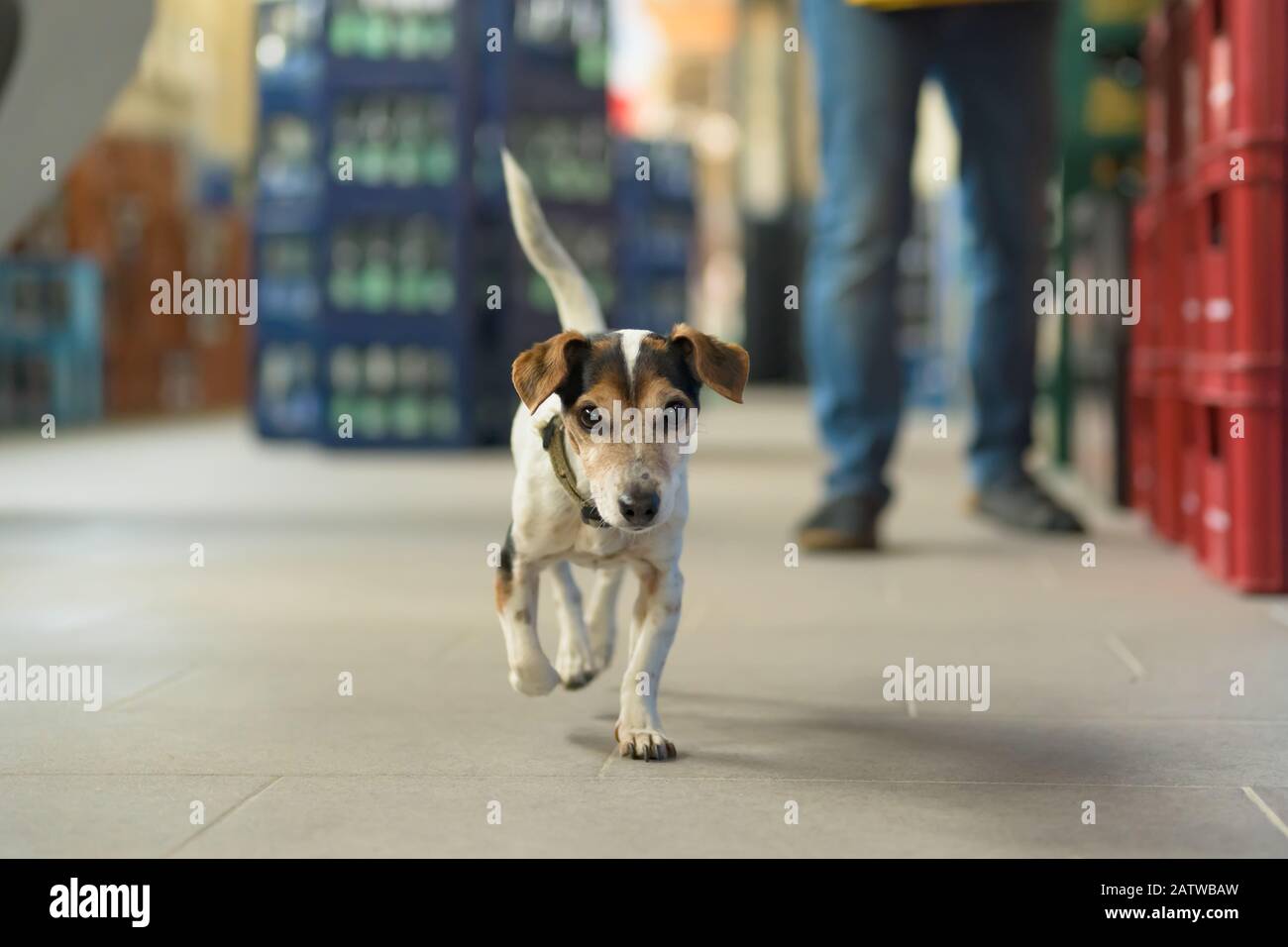 Can You Sell Dogs On Marketplace