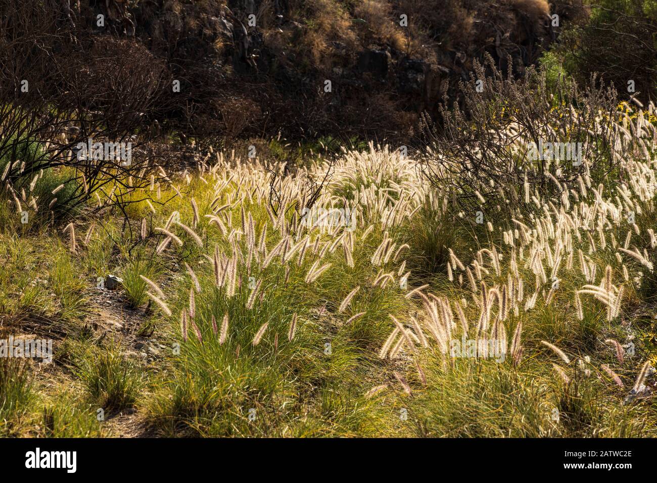 Pennisetum setaceum, rabo de gato, fountain grass, backlit in a barranco in San Miguel, tenerife, Canary Islands, Spain Stock Photo