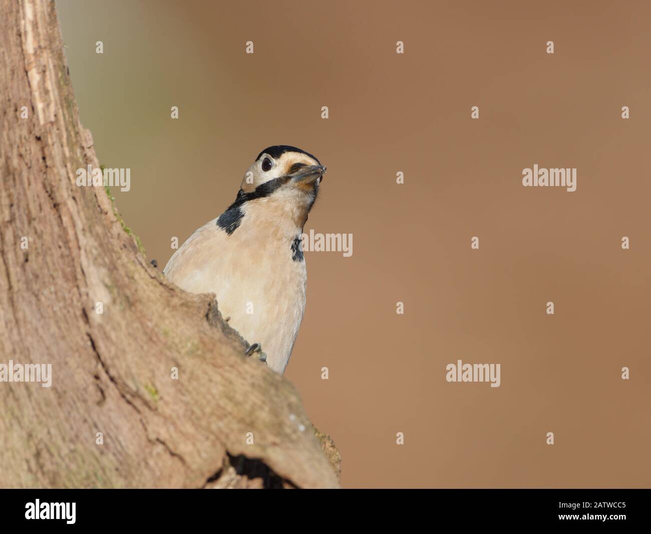 woodpecker Stock Photo