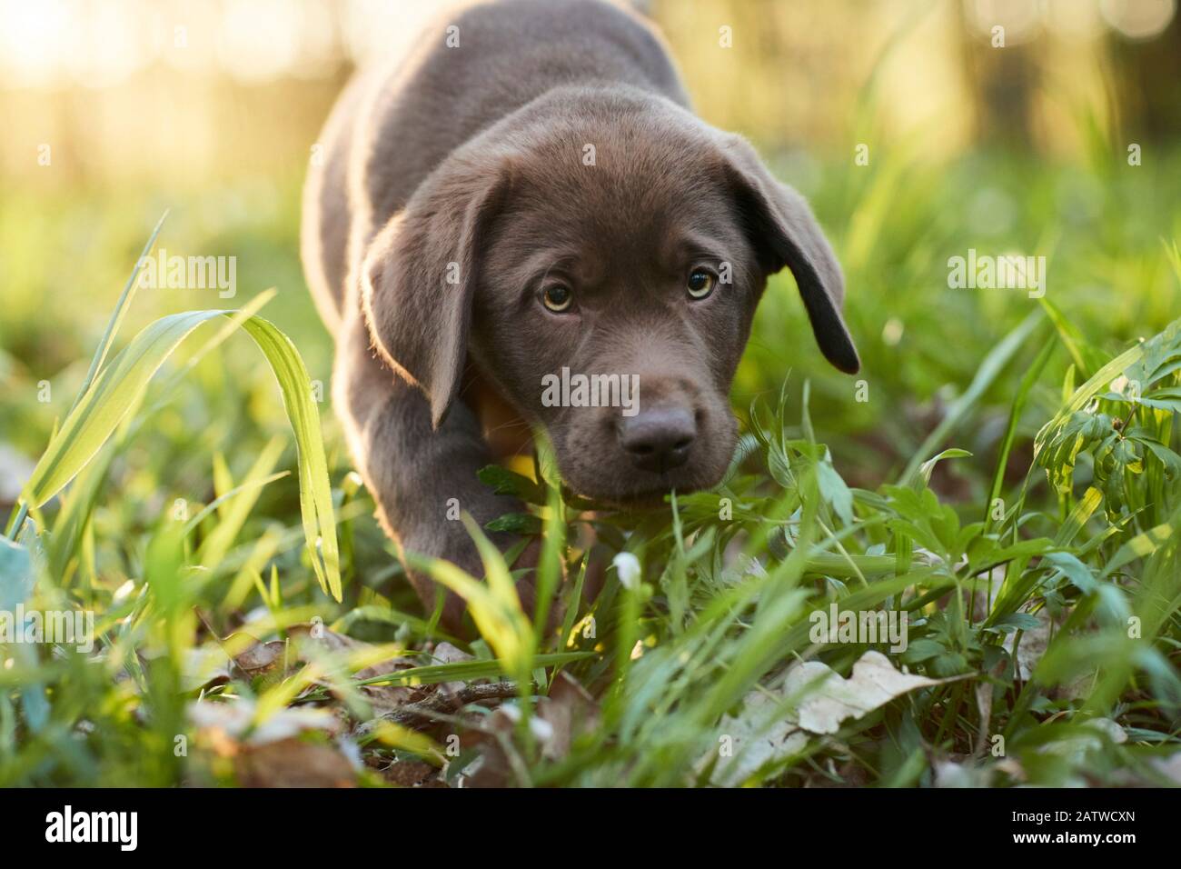 Labrador Retriever. Puppy walking in a forest in spring. Germany Stock Photo