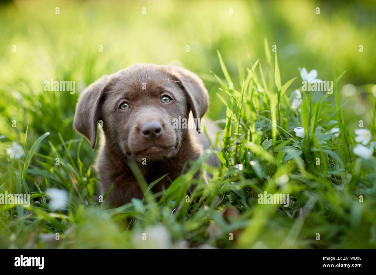 Page 32 White Labrador Puppy High Resolution Stock Photography And Images Alamy