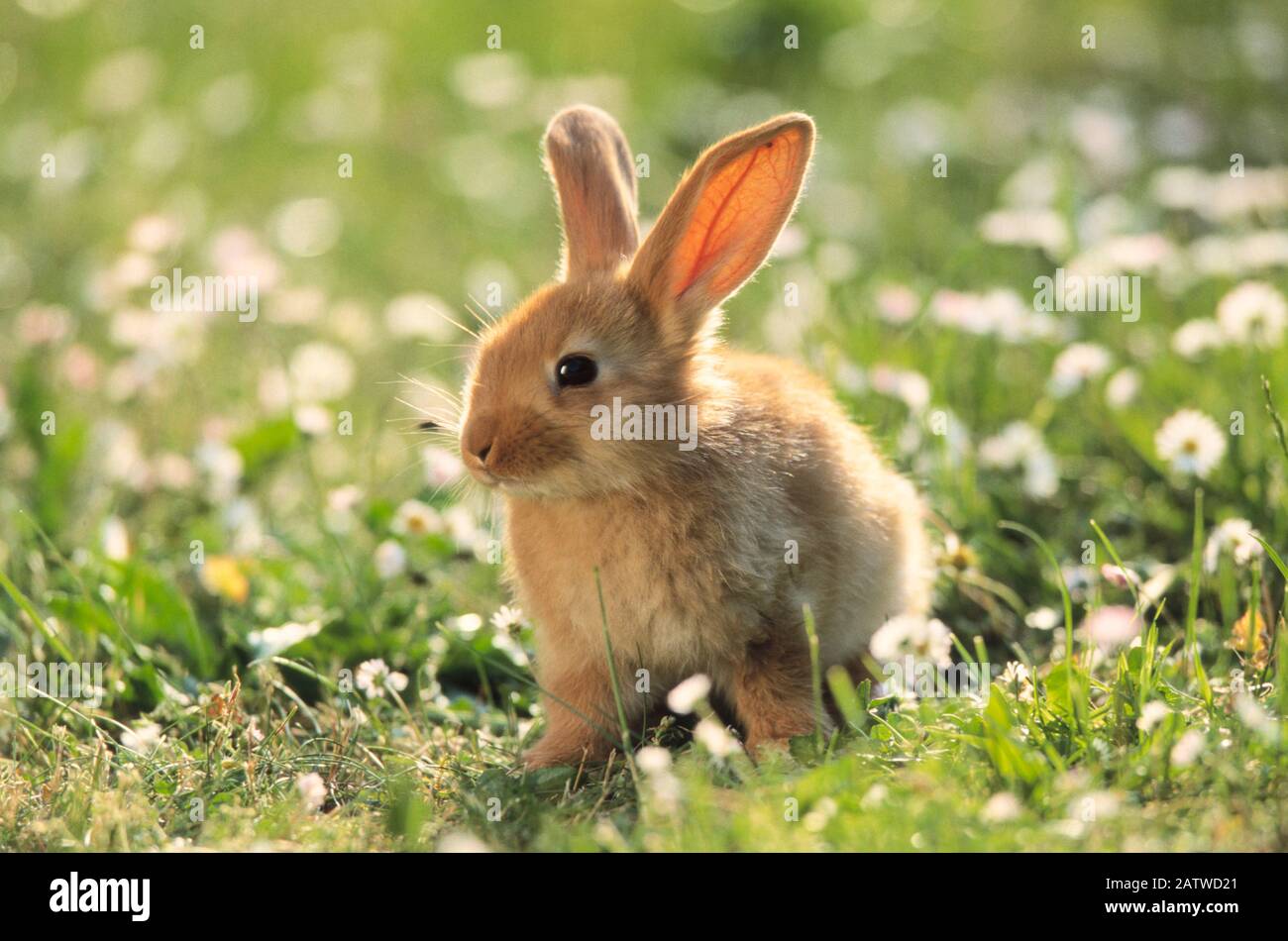 Domestic Rabbit, Dwarf Rabbit. Young on meadow. Germany Stock Photo