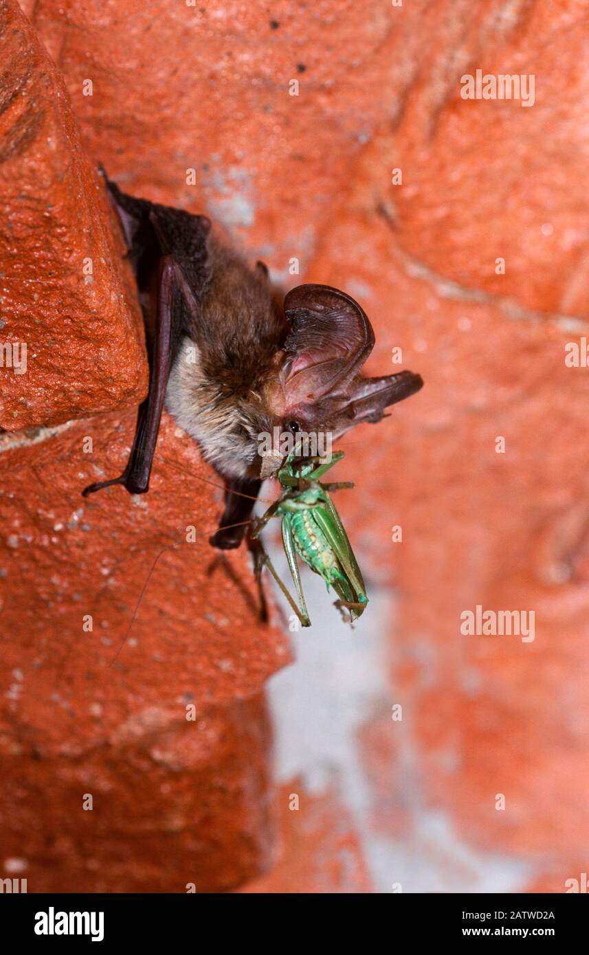 Brown Long-eared Bat, Common Long-eared Bat (Plecotus auritus) eating a cricket. Germany Stock Photo