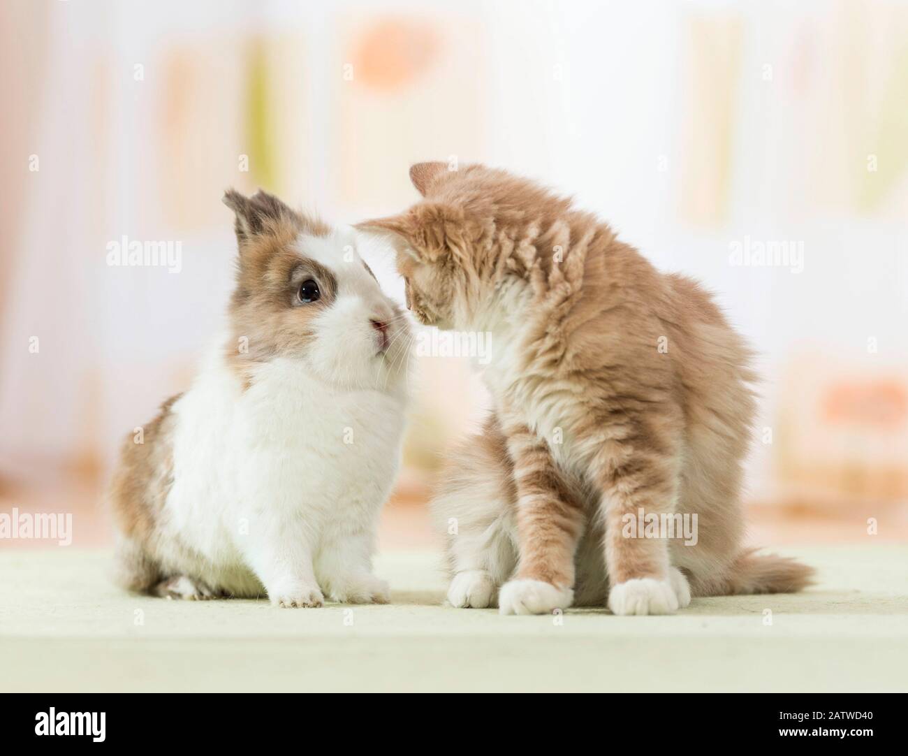 American Longhair, Maine Coon. Kitten sitting next to Lionhead Rabbit ...
