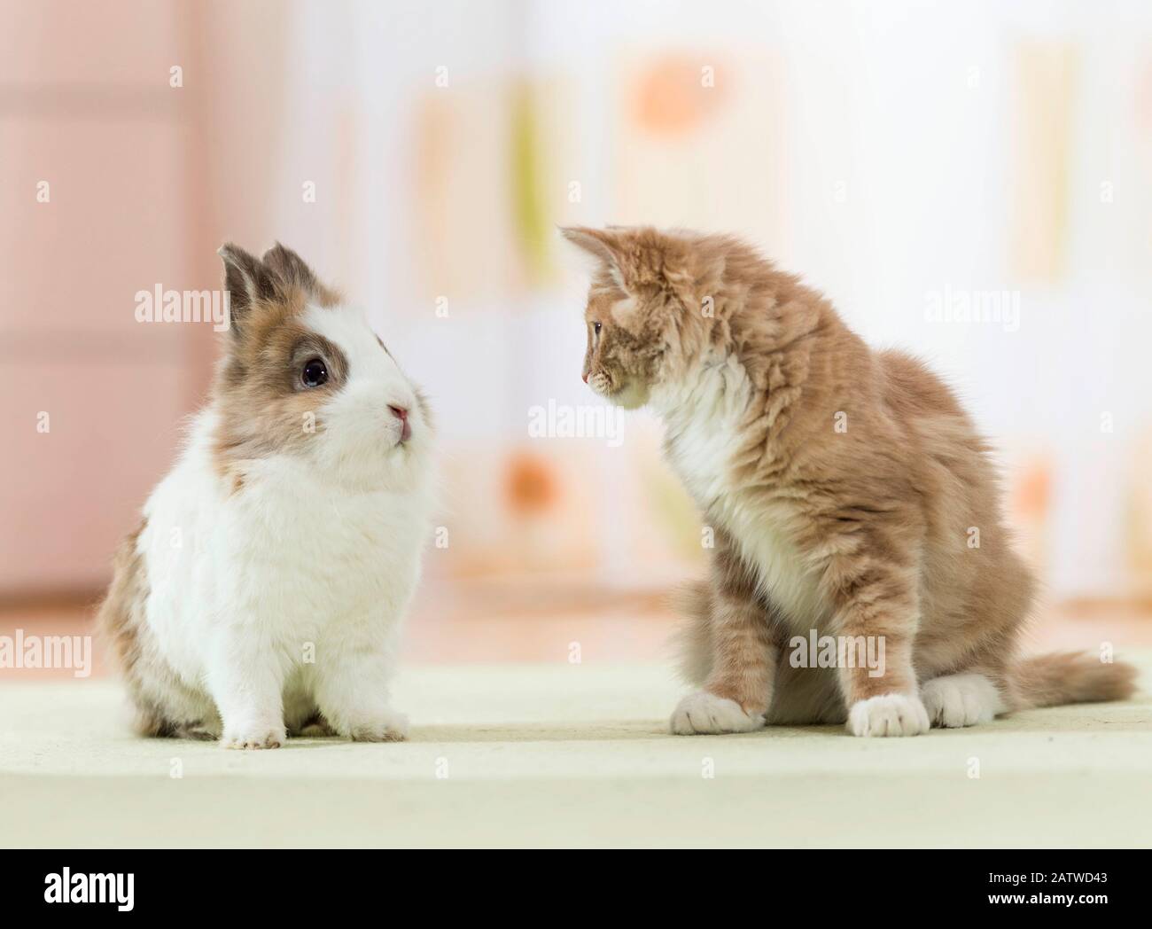 American Longhair Maine Coon Kitten Sitting Next To Lionhead Rabbit american-longhair-maine-coon-kitten-sitting-next-to-lionhead-rabbit