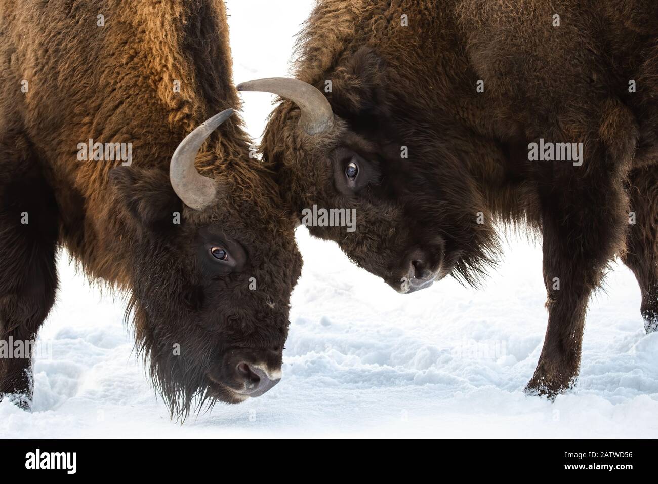 Two males fighting over territory hi-res stock photography and images ...