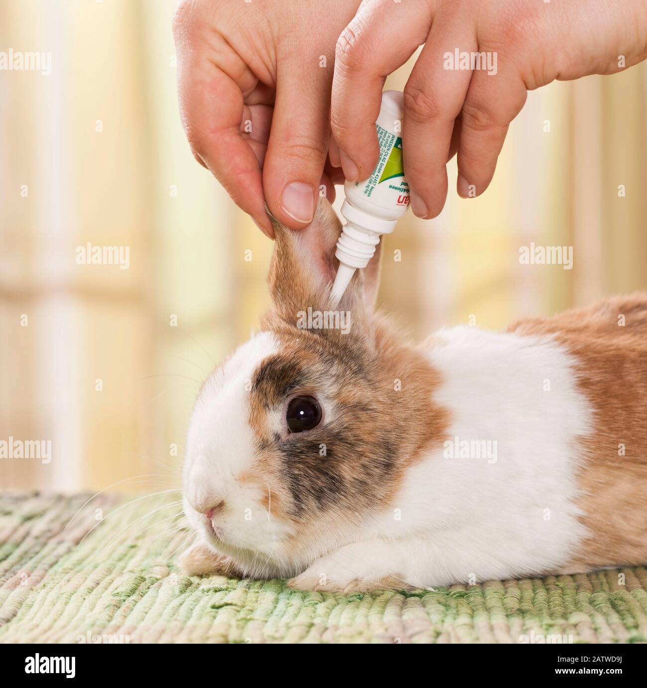 Netherland Dwarf rabbit getting ear drops. Germany Stock Photo Alamy