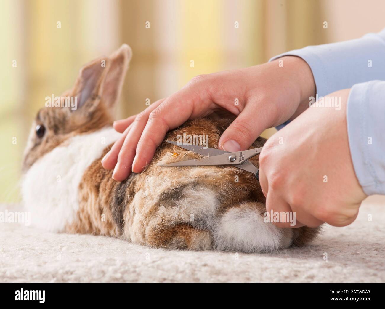 Netherland Dwarf rabbit. Cutting away atted fur. Germany Stock Photo