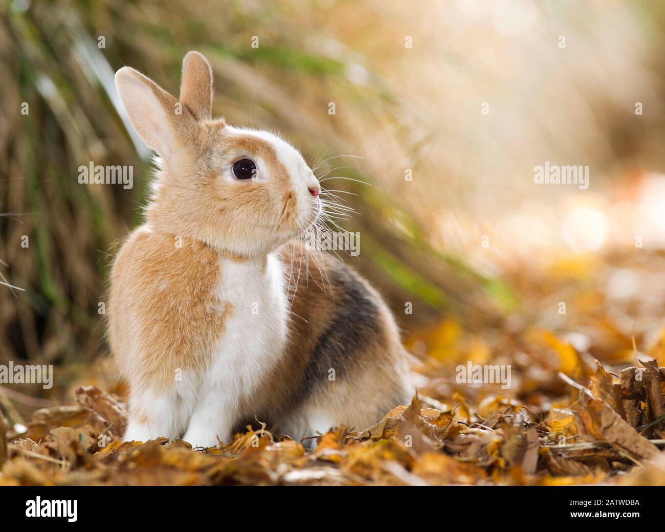 Netherland Dwarf rabbit sitting in dry autumn leaves. Germany Stock Photo