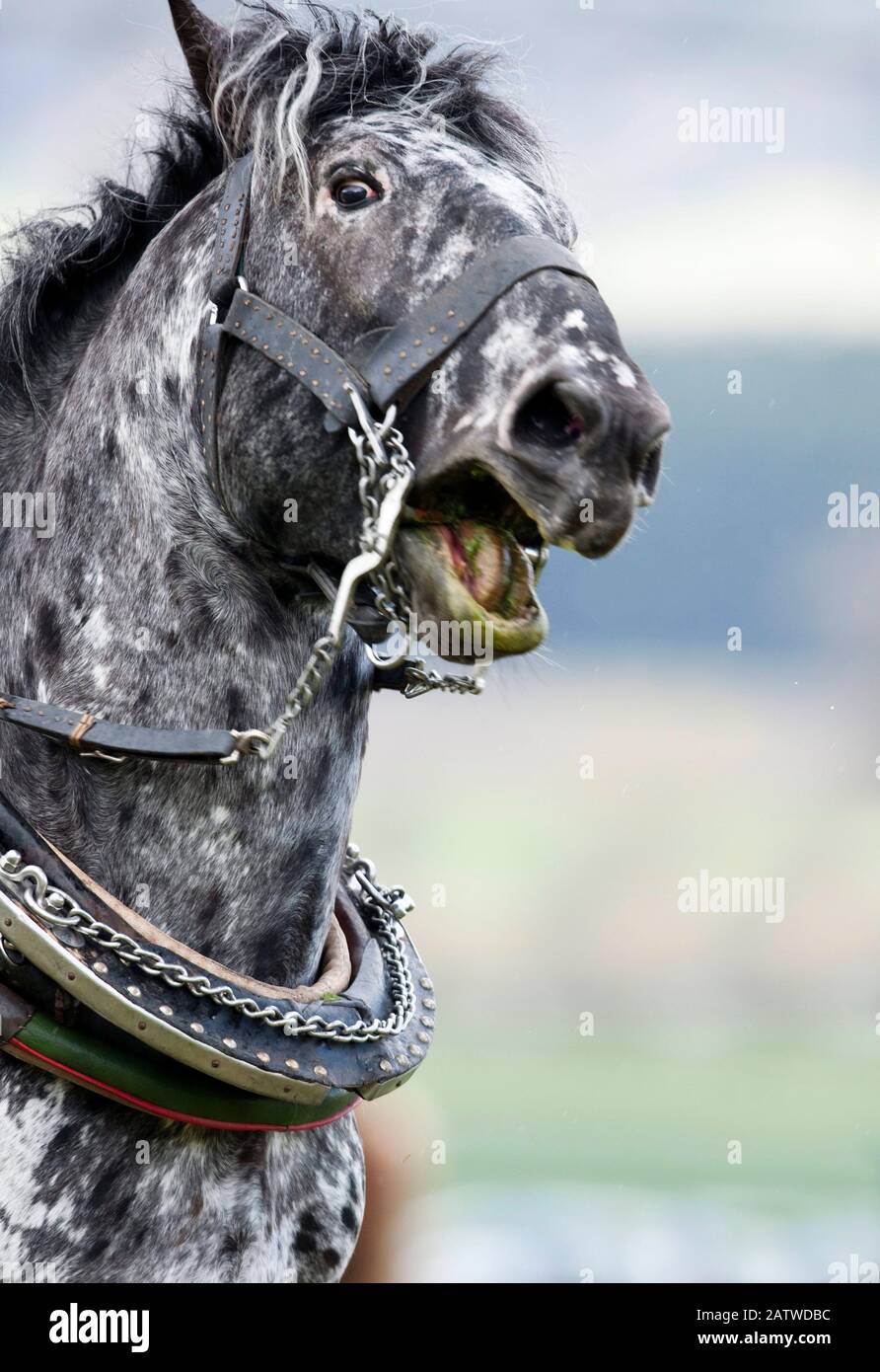 Noriker Horse. Portrait of leopard-spotted adult in harness with collar, protesting. Germany Stock Photo
