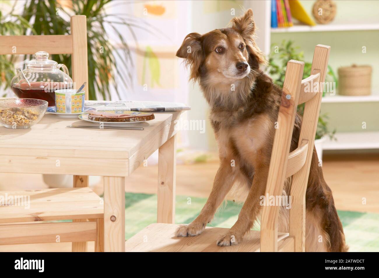 Mixedbreed dog stealing food from a table. Germany Stock Photo Alamy