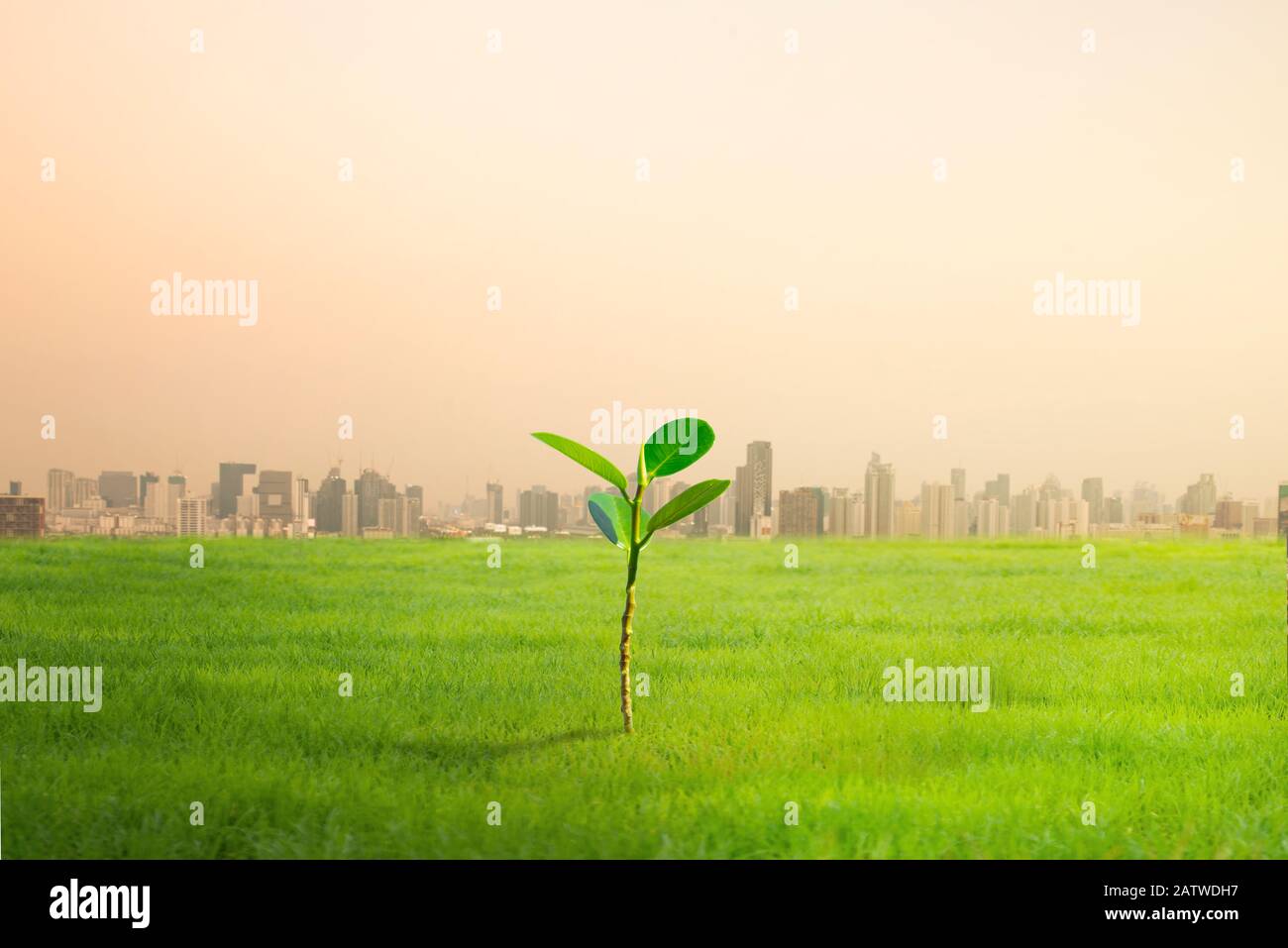 One Green tree with the background of many large building. Global warming and pollution theme . Conceptual image symbolizing  global warming leading t Stock Photo