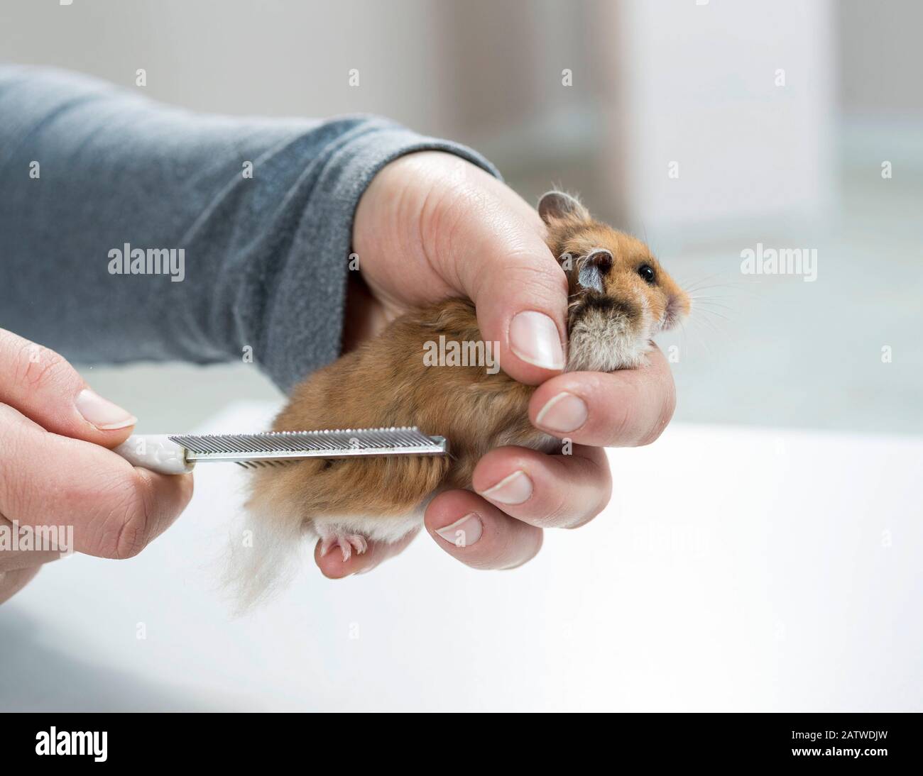 Grooming a longhaired pet Hamster (Mesocricetus auratus). Germany. Stock Photo