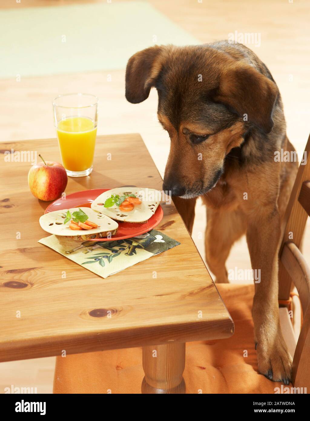 Bread eating dog hires stock photography and images Alamy