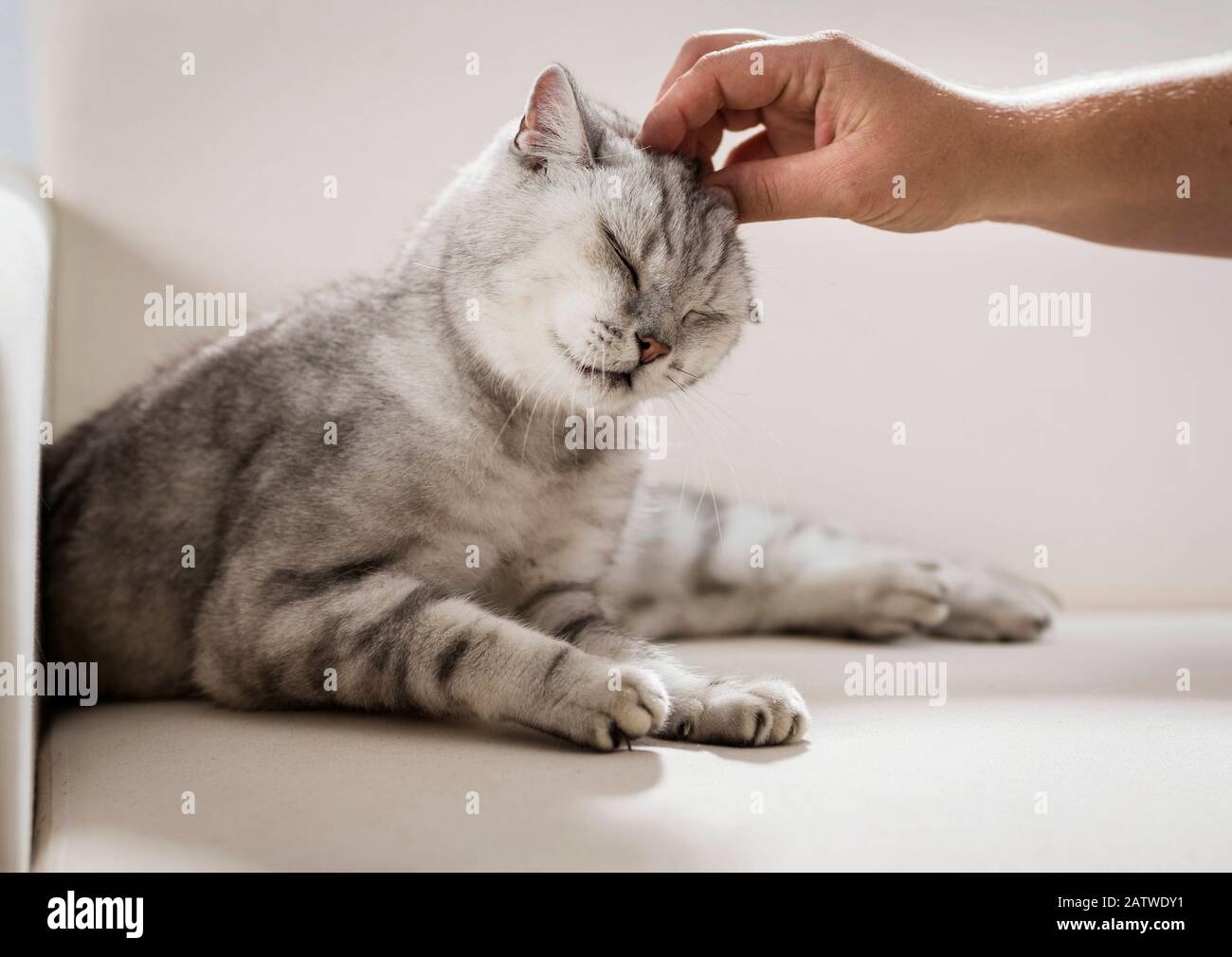 British Shorthair. Tabby adult lying on a sofa, getting scratched on the head. Germany Stock Photo