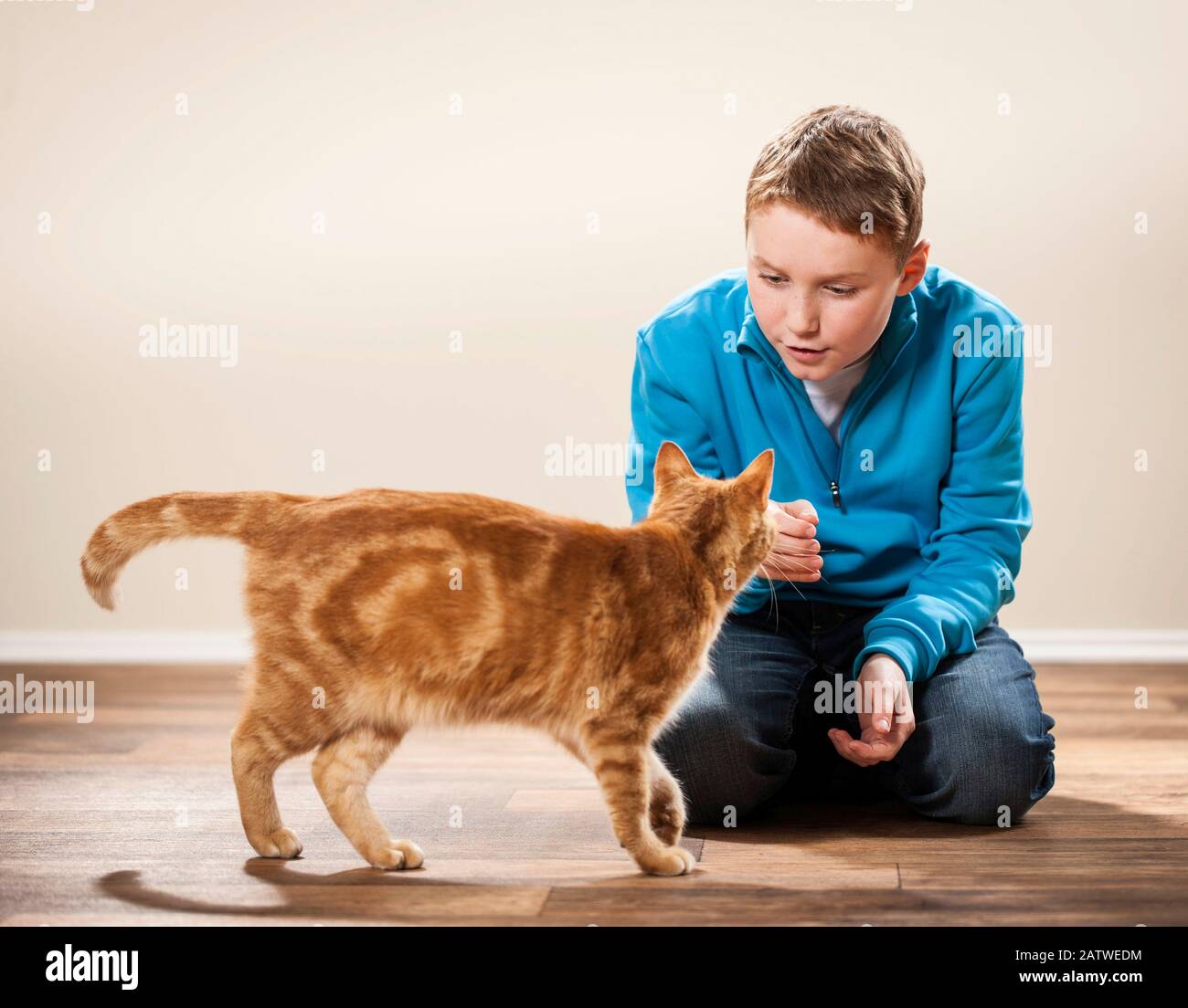 Redtabby domestic cat sniffing at boys hand. Germany Stock Photo Alamy