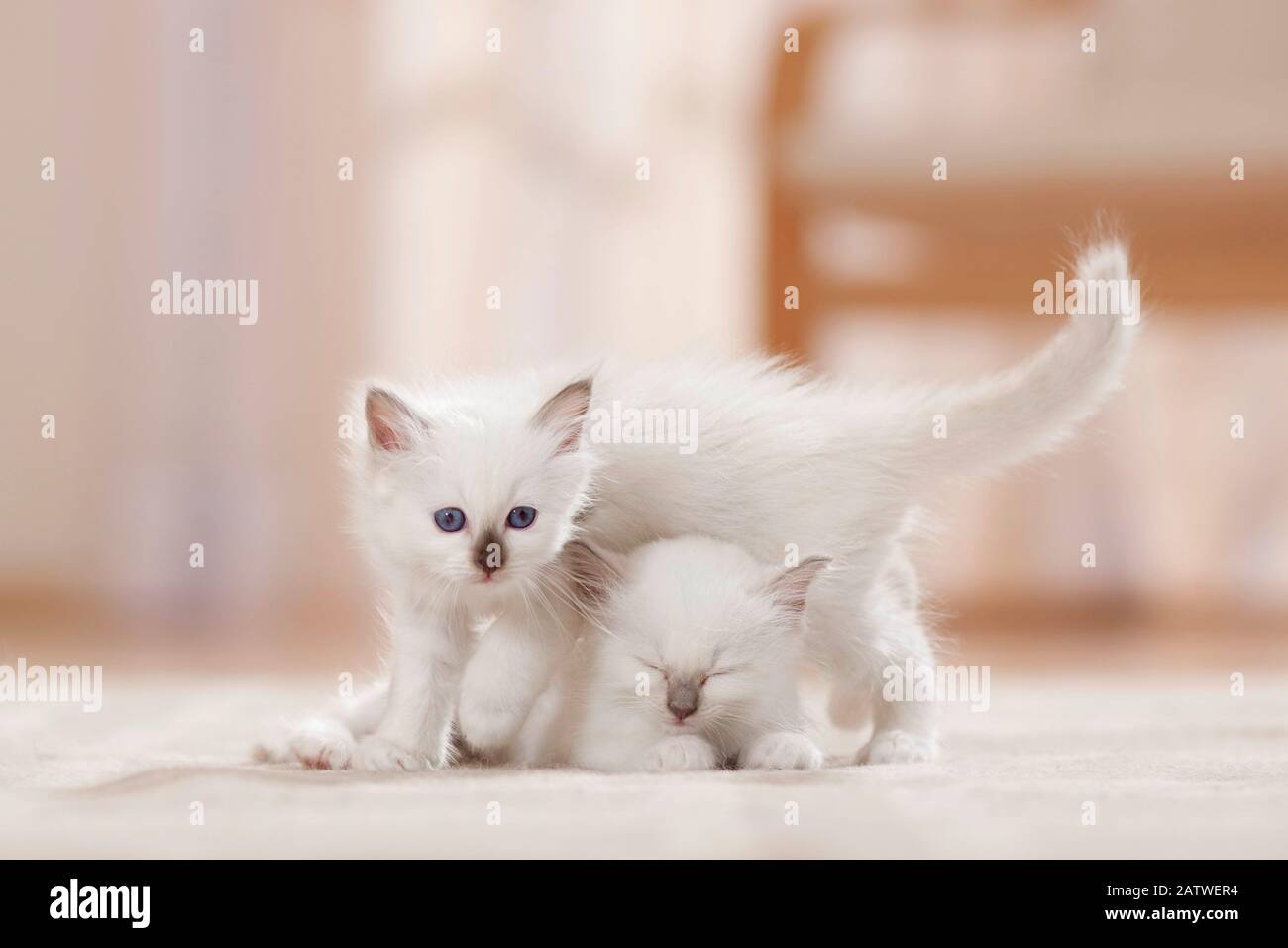 Birman, Sacred cat of Burma. Two kittens (6 weeks old) on a carpet, one of them sleeping. Germany Stock Photo