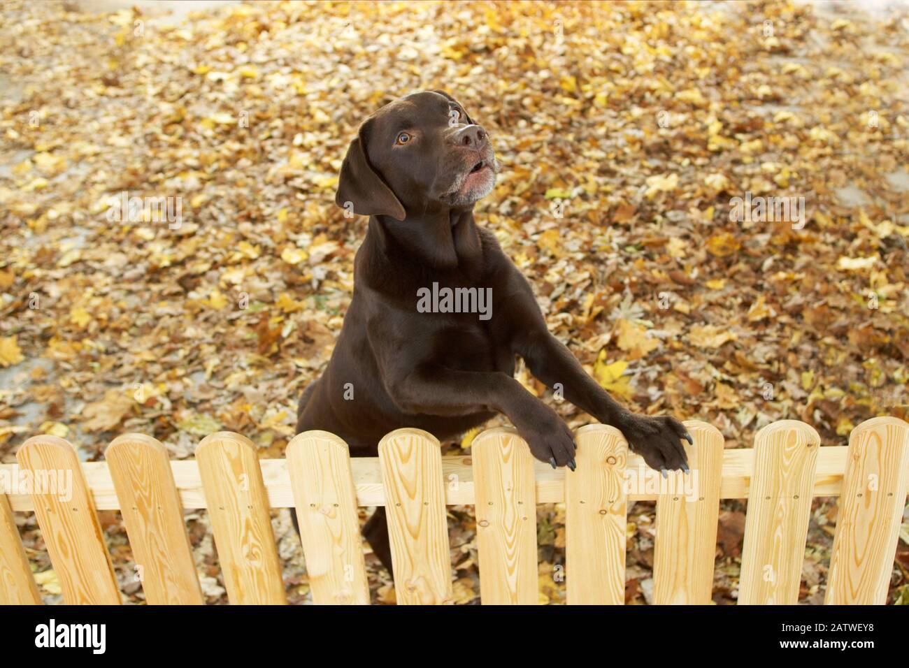 Labrador dog barking hires stock photography and images Alamy