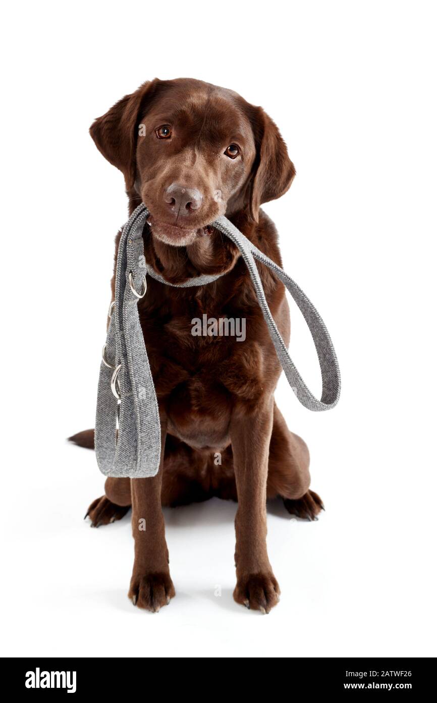 Labrador Retriever sitting with collar and lead. Studio picture against a white background. Germany. Stock Photo