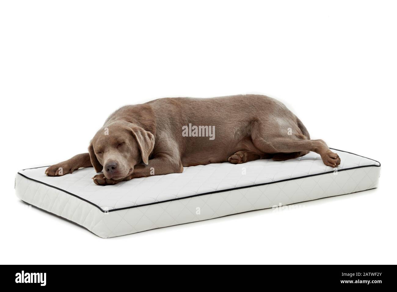Labrador Retriever sleeping on a pet bed. Studio picture against a white background. Germany. Stock Photo
