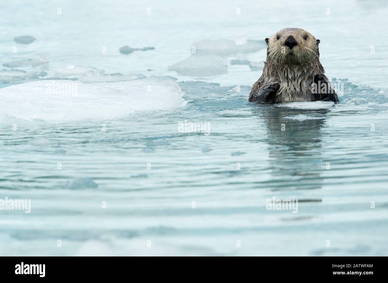 Sea otter (Enhydra lutris) resting amongst sea ice, Alaska, USA, June Stock Photo