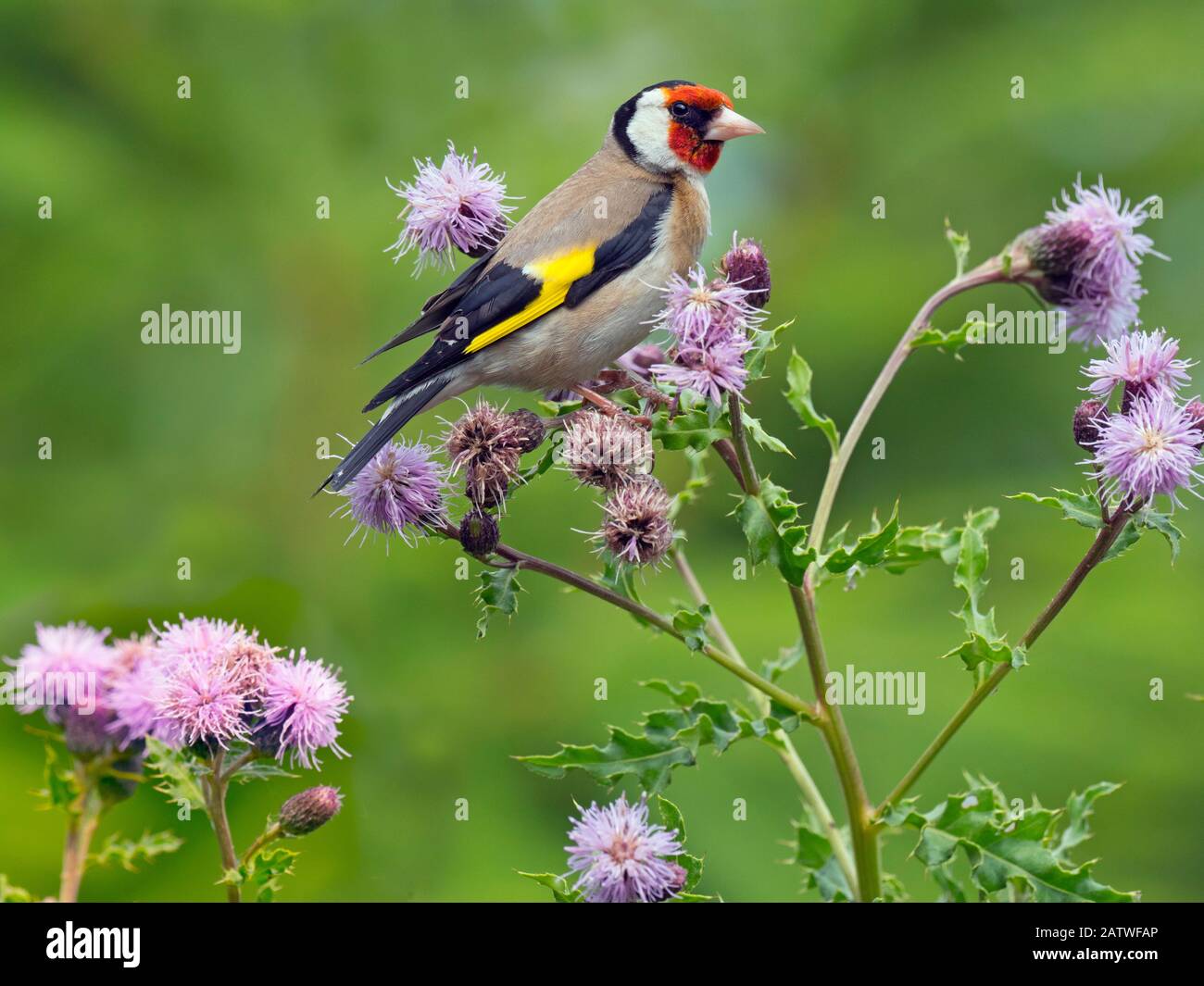 Goldfinch (Carduelis carduelis) feeding on thistle flowers, England Stock Photo